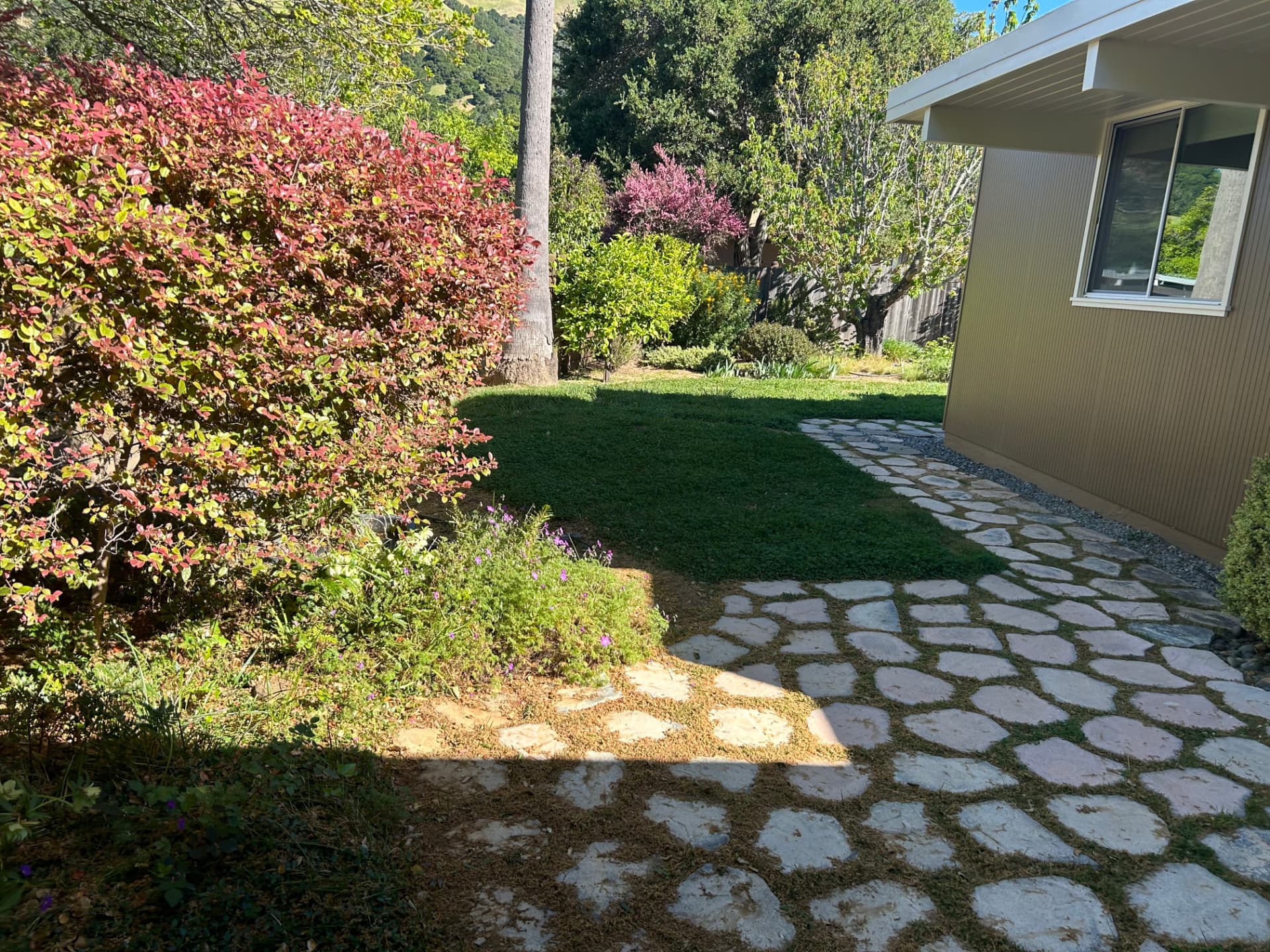 Vecino before renovation, with an uneven flagstone path, patchy lawn, and overgrown planting beds