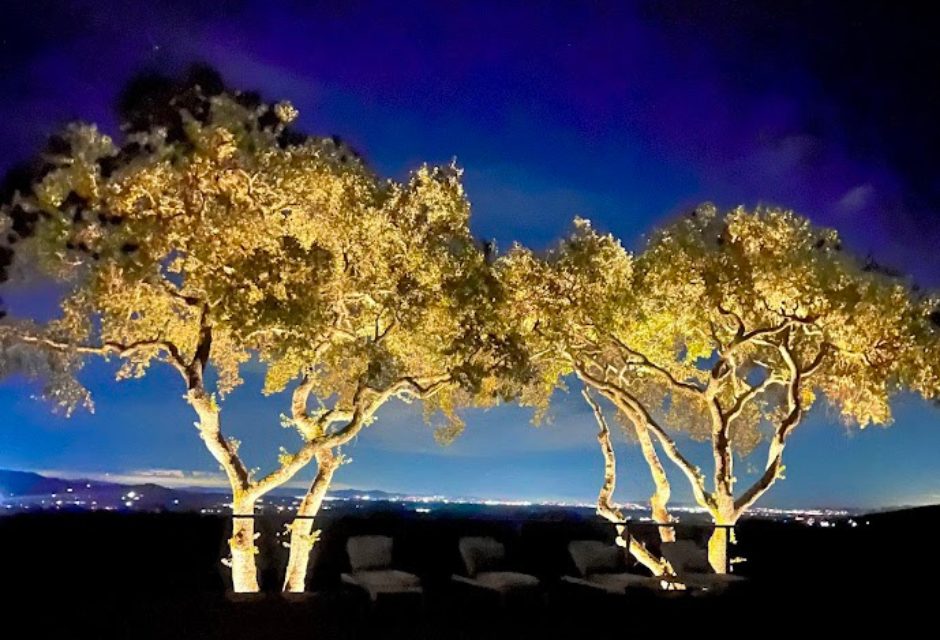 Mature oaks uplit at night above a garden terrace
